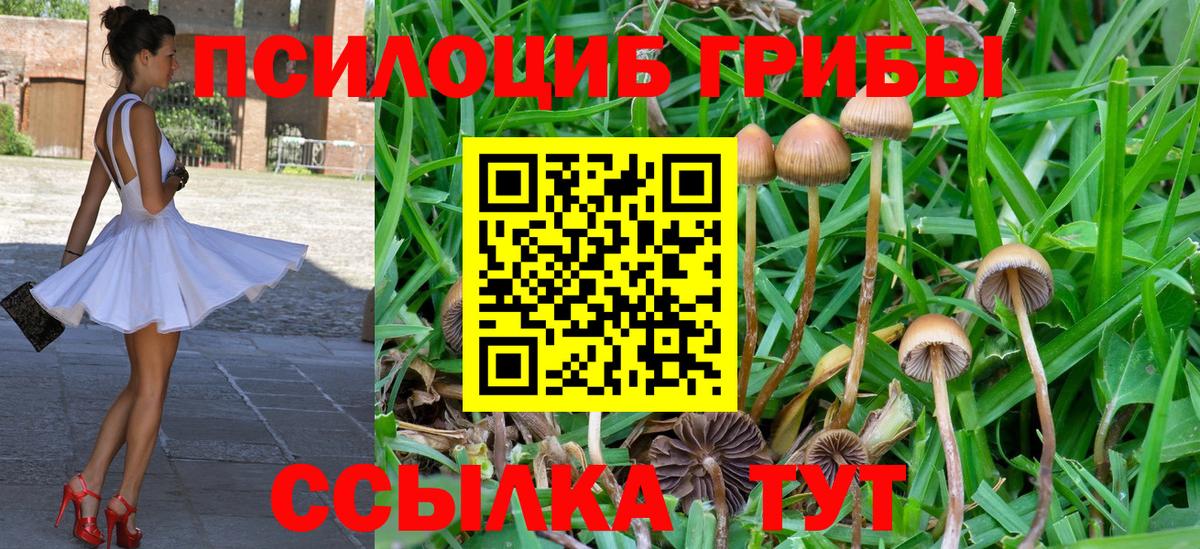 Курчатов  Псилоцибиновые грибы Psilocybine cubensis  Вход с VPN  где можно купить наркотик  Галлюциногенные грибы Psilocybine cubensis 
