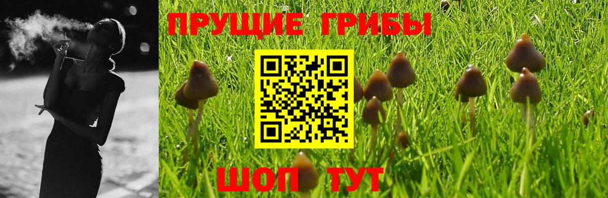 Псилоцибиновые грибы Cubensis Курчатов
